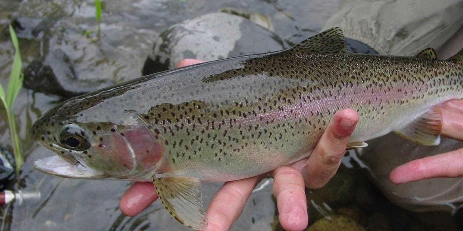 More camping sites open at Pa. state parks for trout season. Lumber