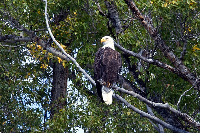 Bald Eagle State Park