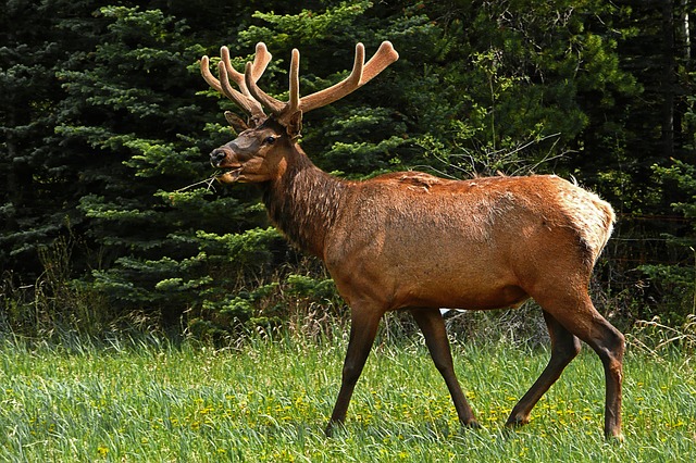 Elk State Park