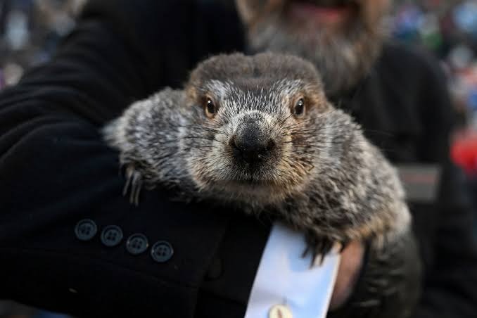 Punxsutawney Phil: The Legendary Groundhog and His Timeless Tradition