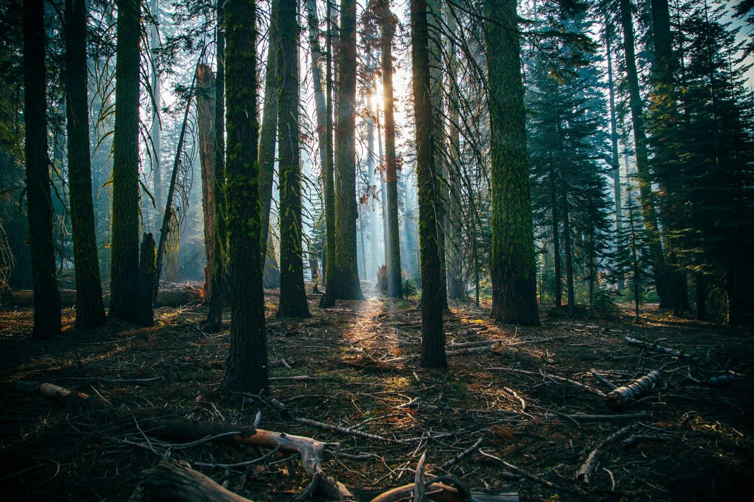 The Evolution of Pennsylvania’s Forest Usage: From Agriculture to Sustainable Management