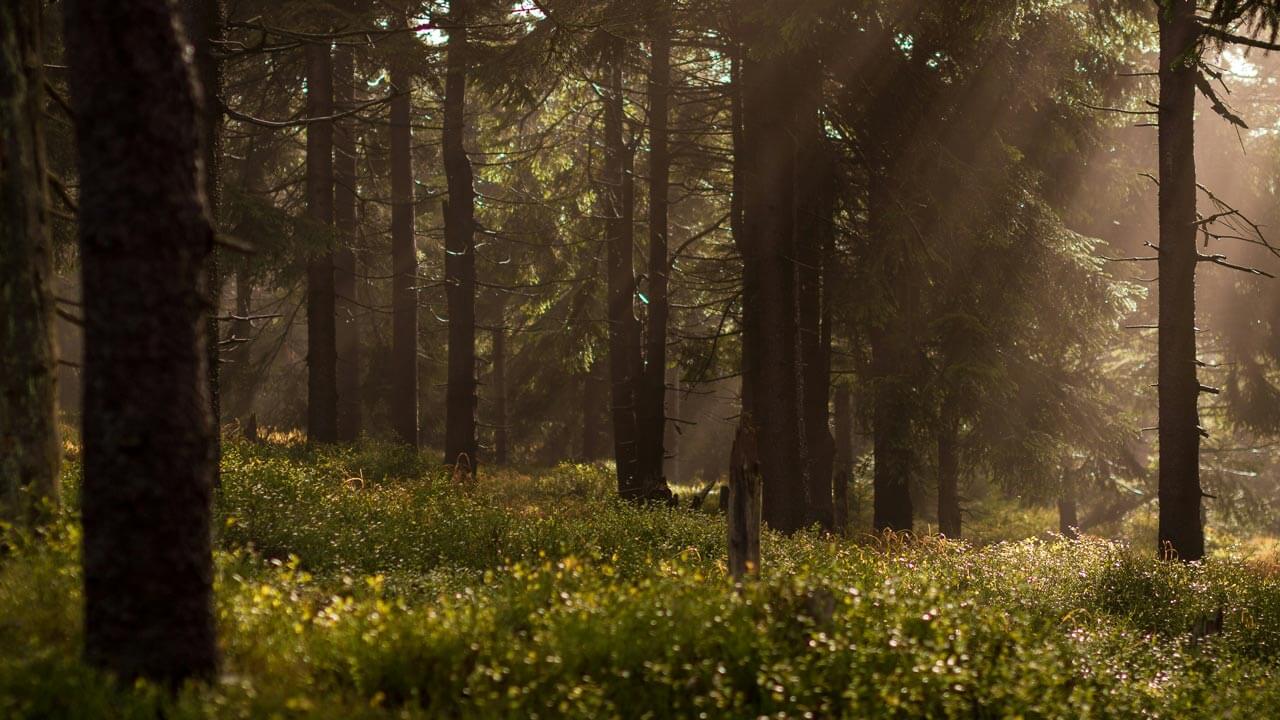 The Vital Role of Pennsylvania’s Working Forests