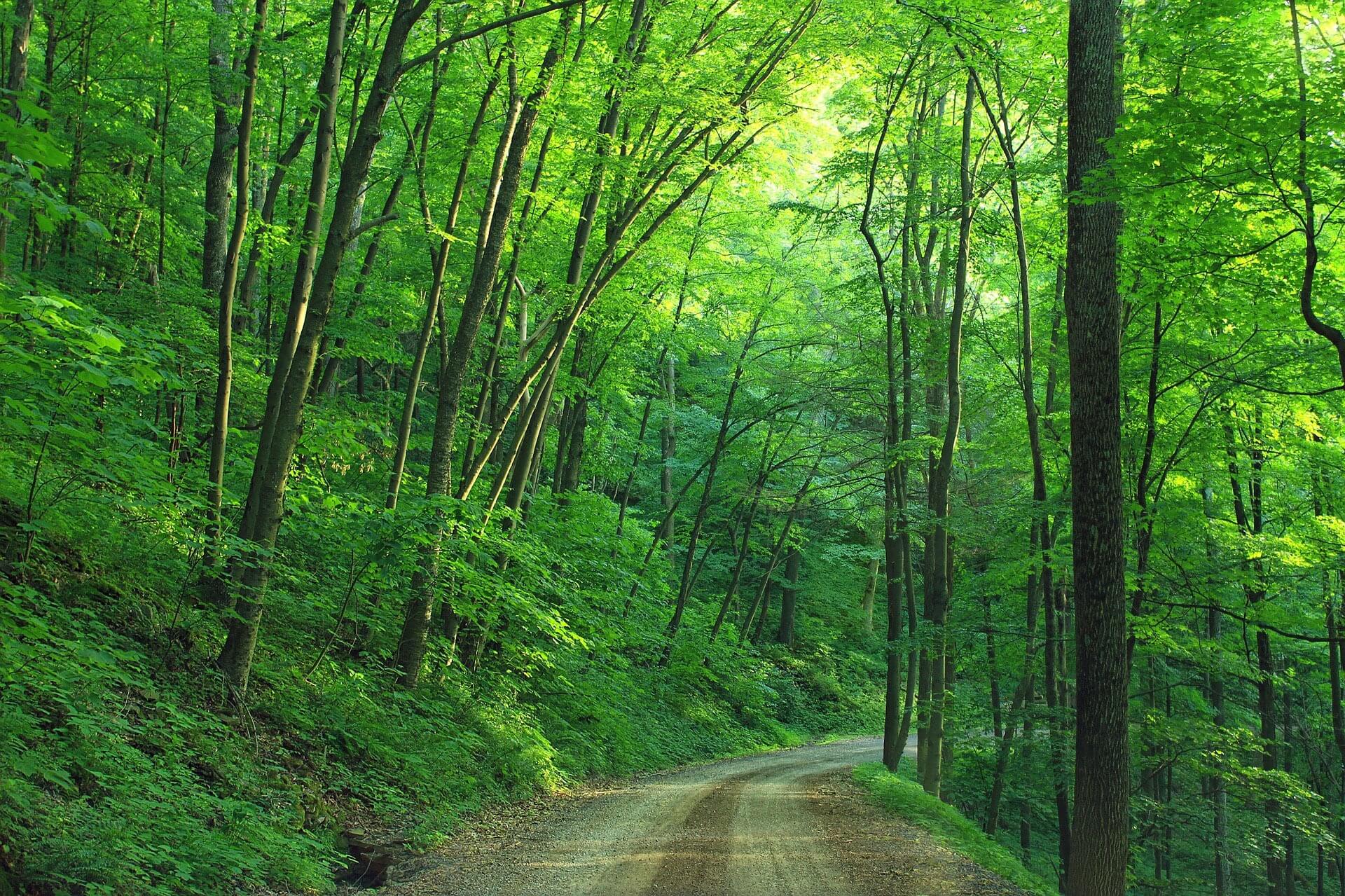 Celebrate 100 Years of Growth: Allegheny National Forest’s Centennial Celebration