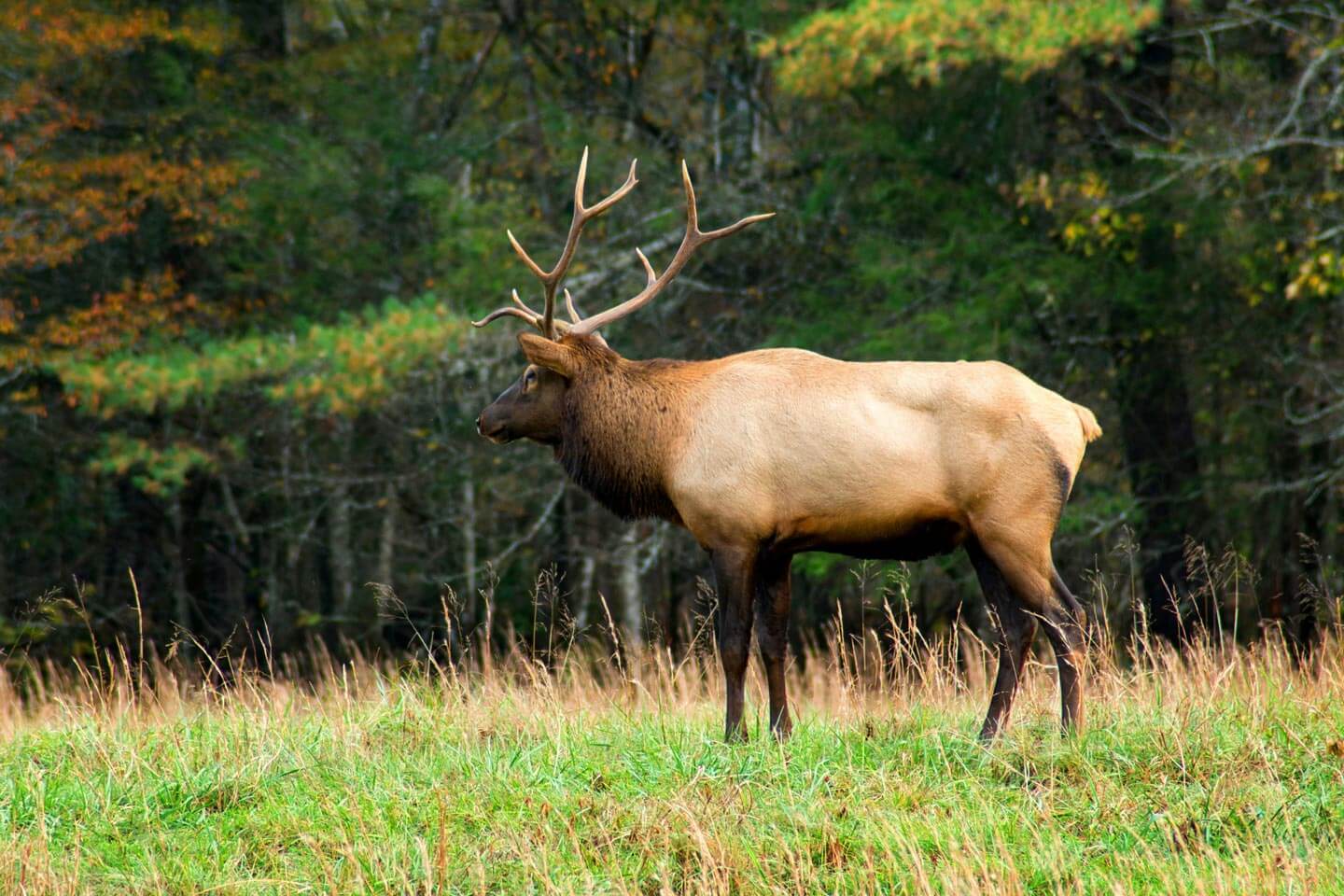 Elk and Nature Tourism Plan