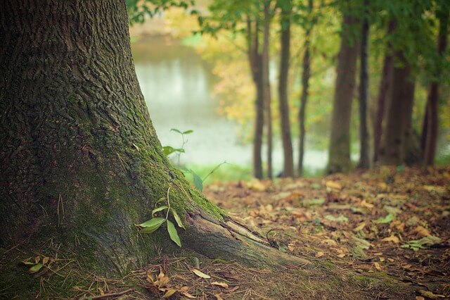 Understanding the Threat of Invasive Insects to Pennsylvania’s Forests