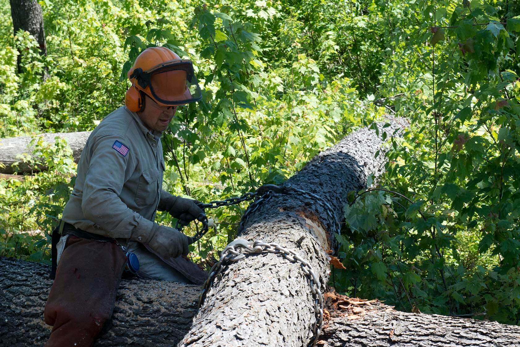 PA Forest Careers – Jobs That Will Save the Forest