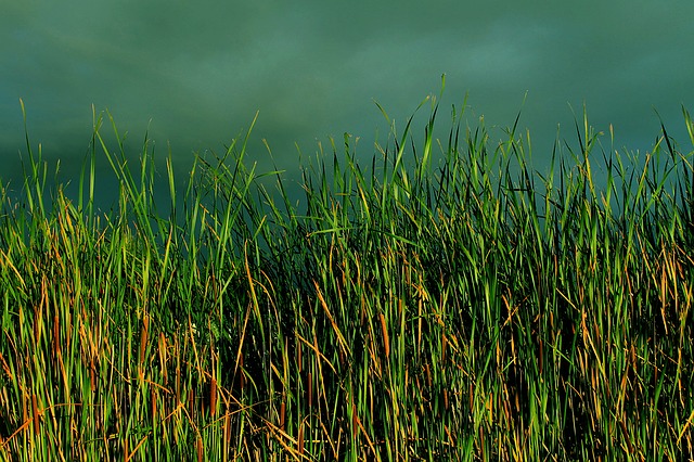 Black Moshannon State Park