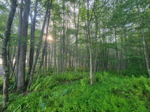 Sunlight coming through trees in a forest