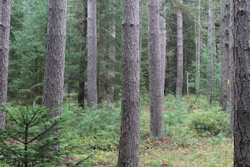 Wheeler and Dusenbury Lumber Company: Women in the Woods