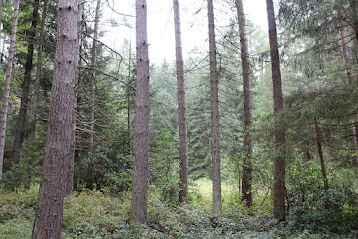 Bertha Whitton: Life in the Lumber Camps of Forest County