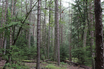 Diversity in Pennsylvania’s Lumber Heritage Region