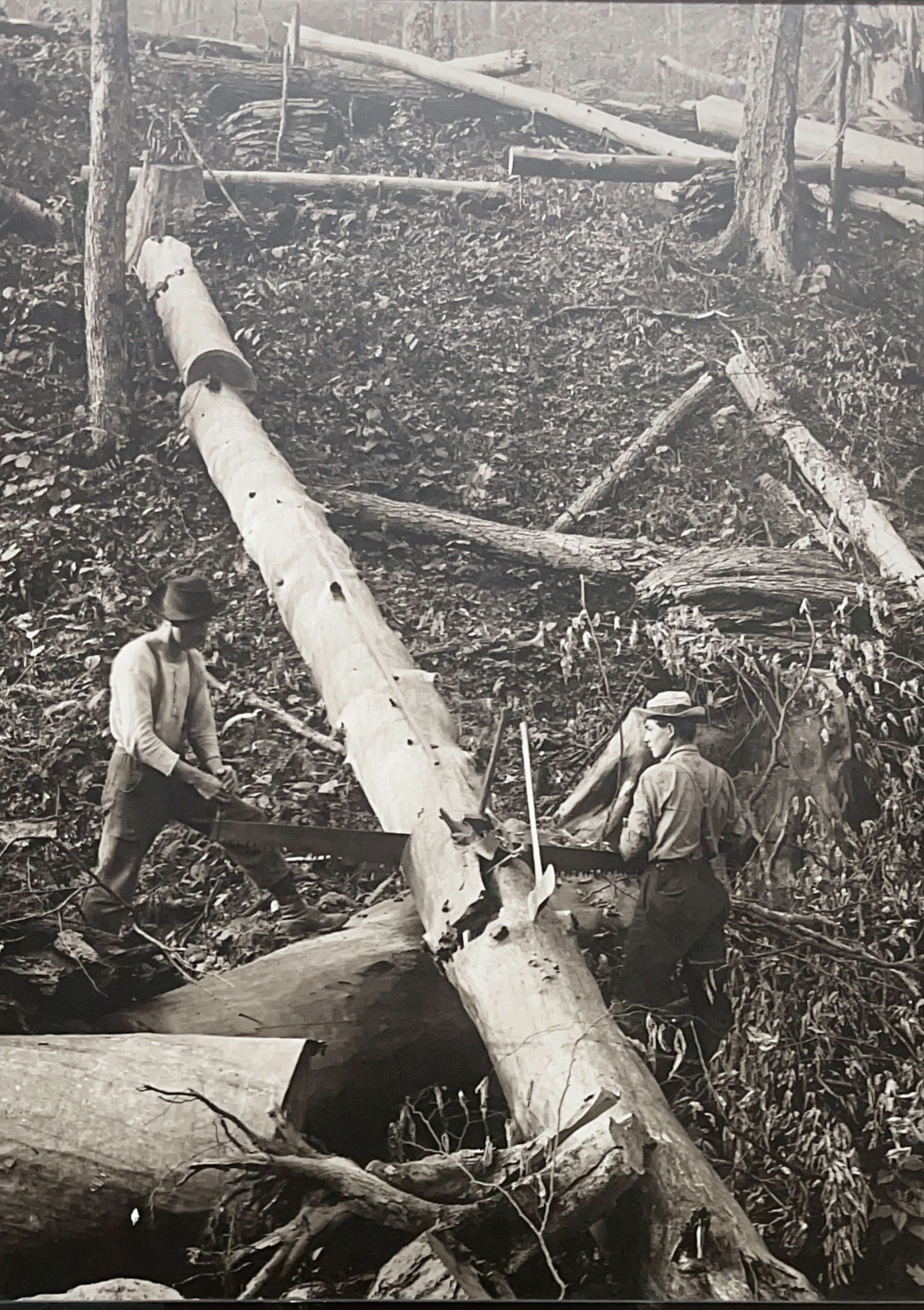 At Work With a Crosscut – Nine Mile, Potter County