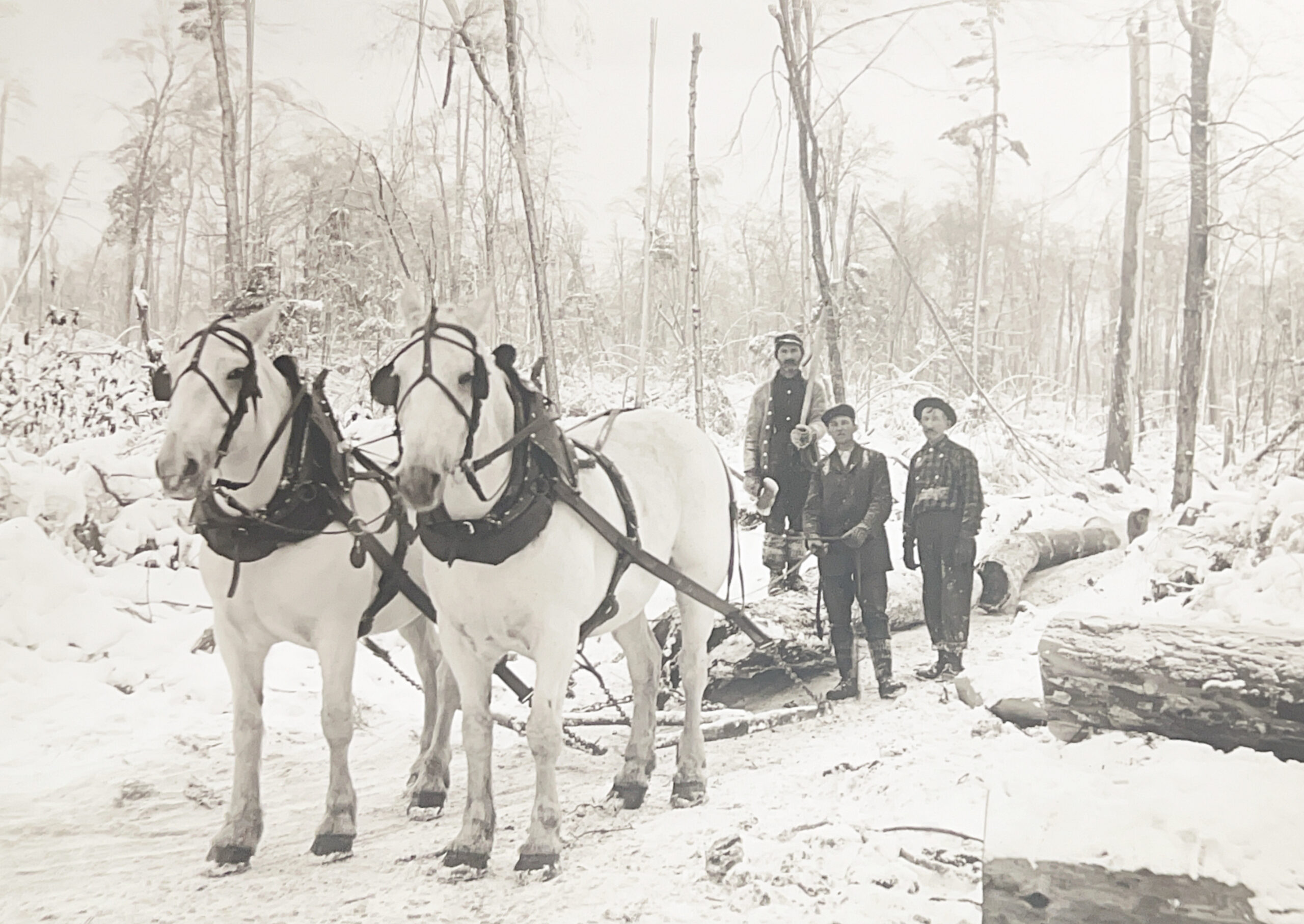 ‘Snaking’ Logs – Near Austin, Potter County