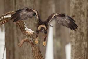 Golden Eagle