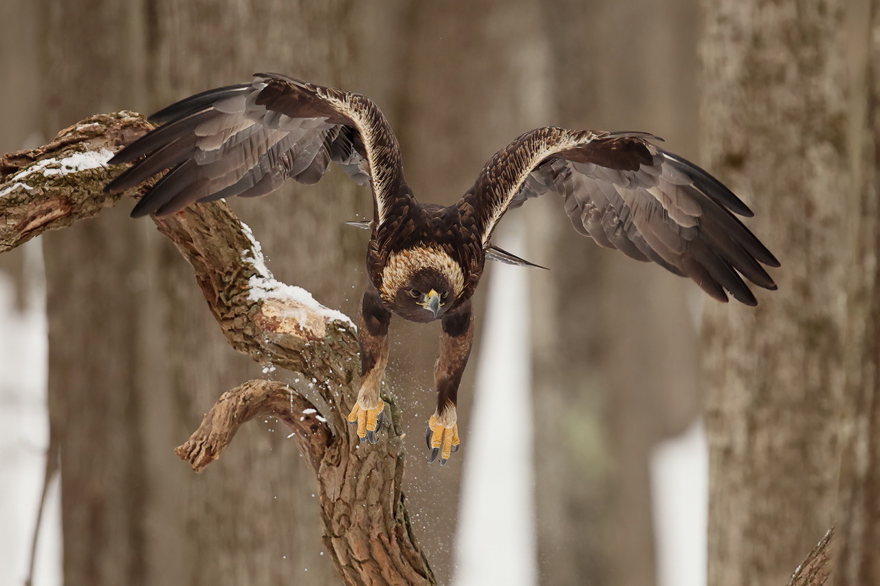 The Heart of the Forest: Randy Flament  Capturing the Elusiveness of Eastern Golden Eagles