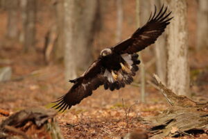 Golden Eagle