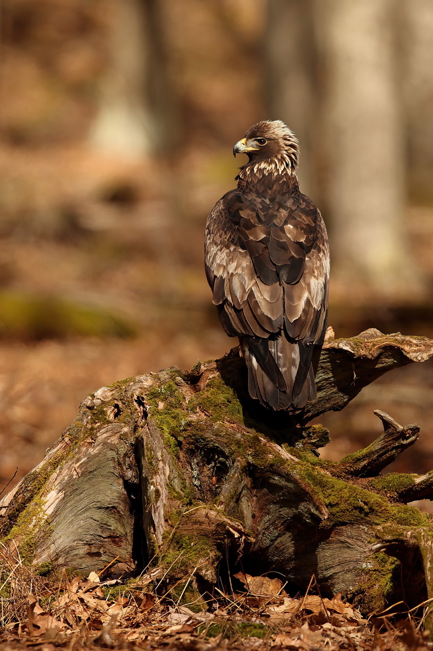 The Heart of the Forest: Randy Flament  Capturing the Elusiveness of Eastern Golden Eagles