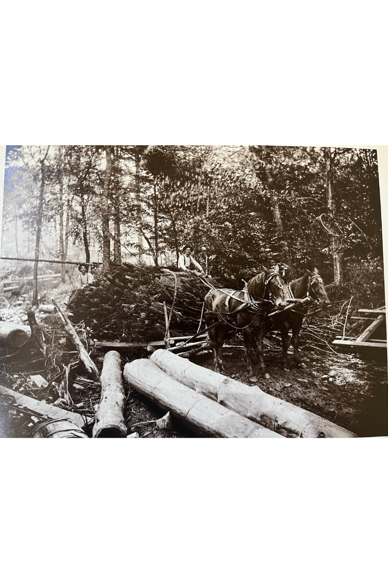 PA State Tree: Eastern Hemlock – Lesson Plans