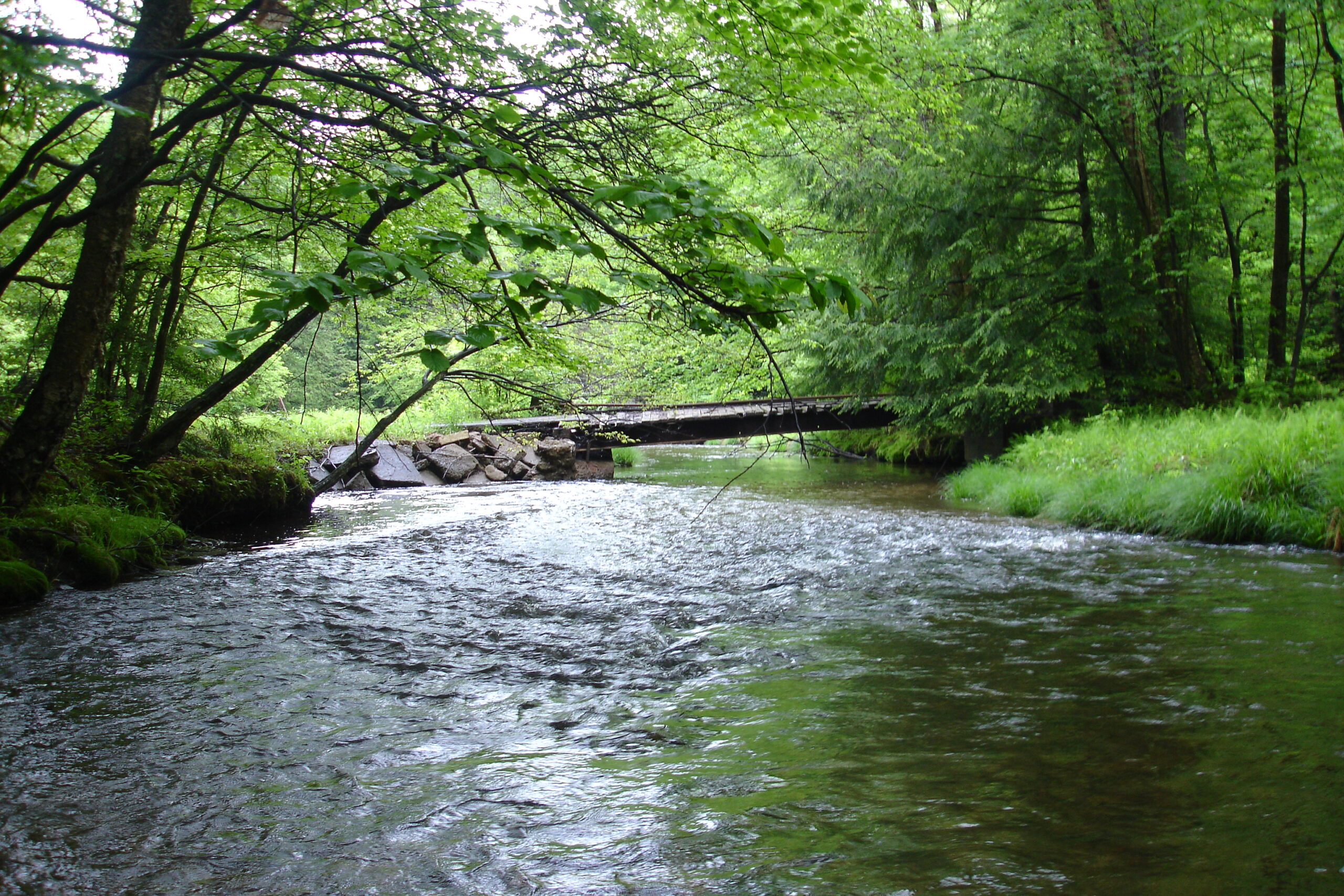 Forest County