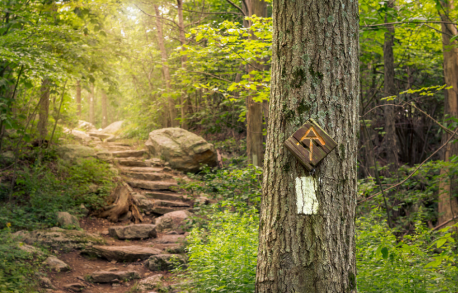 Discovering Lumber Hertitage Through History and Education