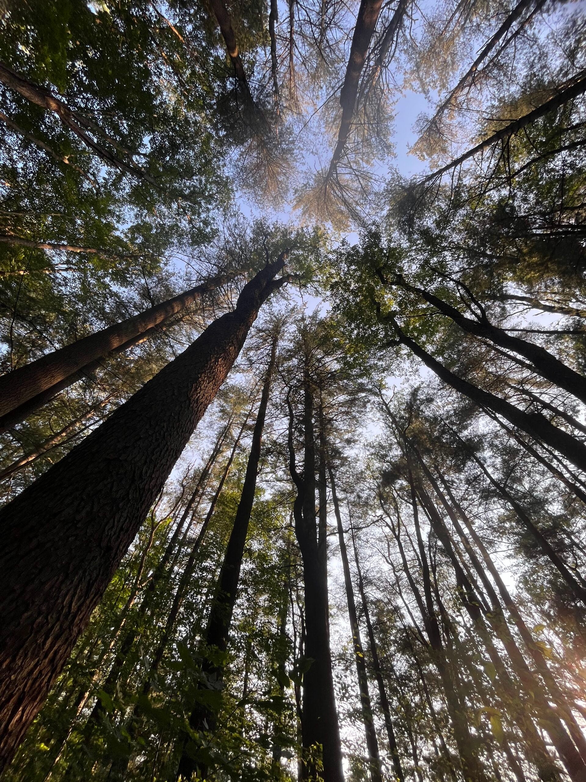 Basic Leaf/Tree ID – Lesson Plans